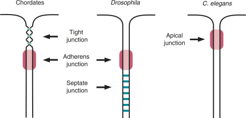 Diagram of a diagram of a person with a red circle

AI-generated content may be incorrect.
