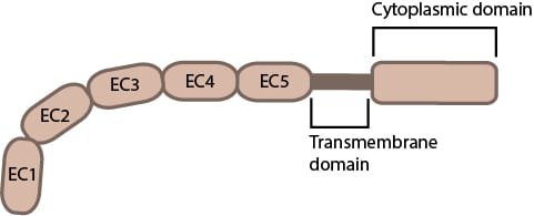Issue 6 — Cadherins Pt. 1