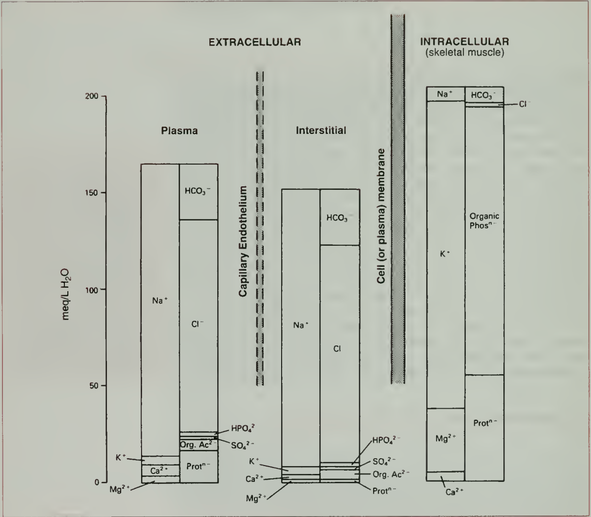 Issue 4: Vascular Specialisation and Barrier Function