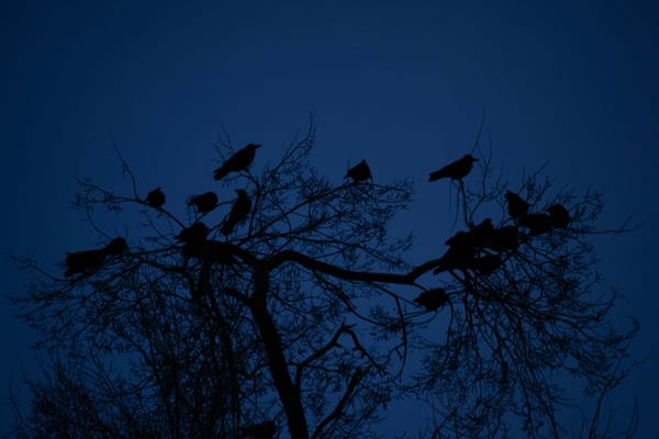 Every Howling Thing. A Poem
